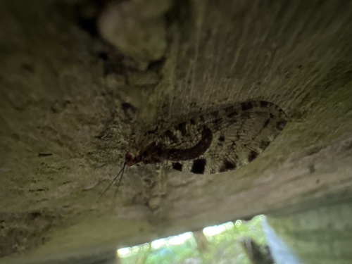 Giant Stream Lacewing