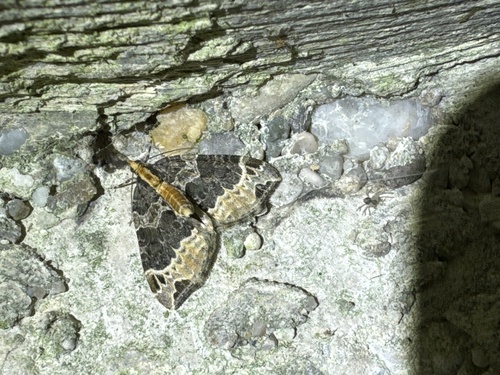 Ecliptopera capitata