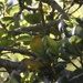 Pacific Wilson's Warbler - Photo (c) Michael Lombardo, all rights reserved, uploaded by Michael Lombardo