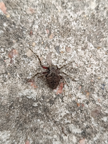 Parawixia audax
