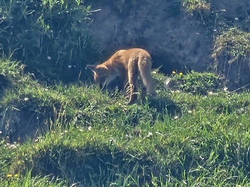 Red Fox