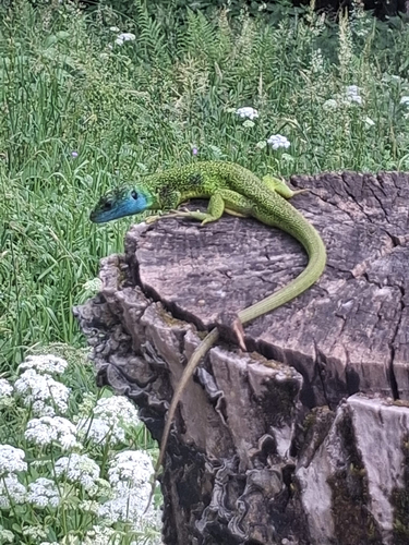 Western Green Lizard