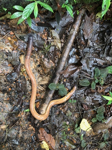 Marbled Caecilian