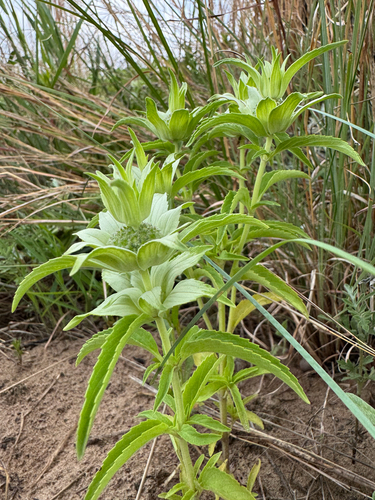 spotted horsemint