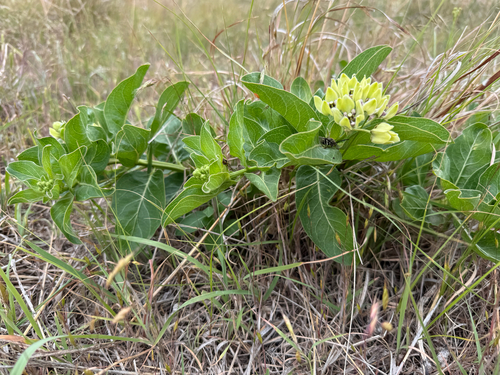 green antelopehorns