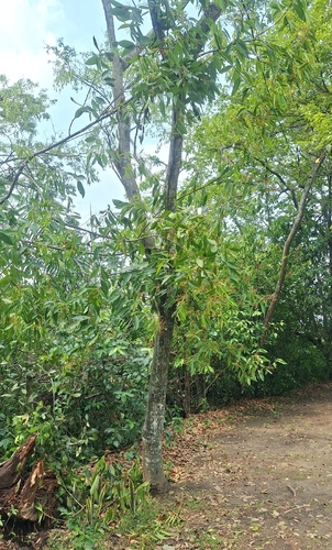 Damburneya salicifolia
