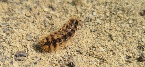 Knot Grass Moth
