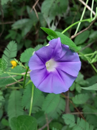 Yellow-Throated Morning Glory