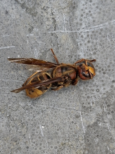 European Hornet