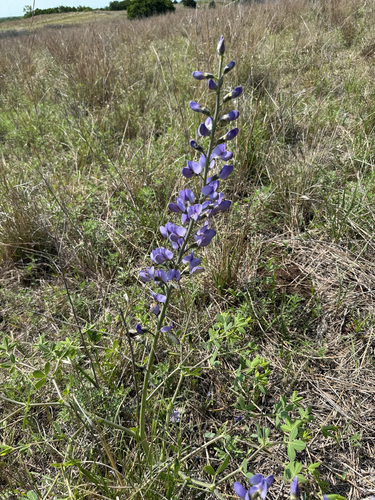 tall blue wild indigo