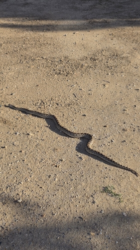 Gopher Snake