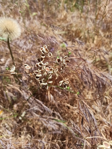 Mediterranean Hartwort