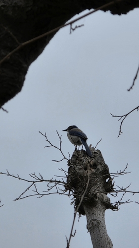 California Scrub-Jay
