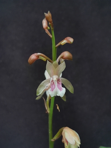 Monk Orchid