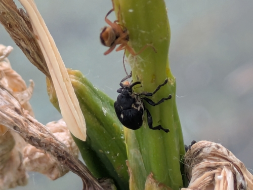 Iris weevil