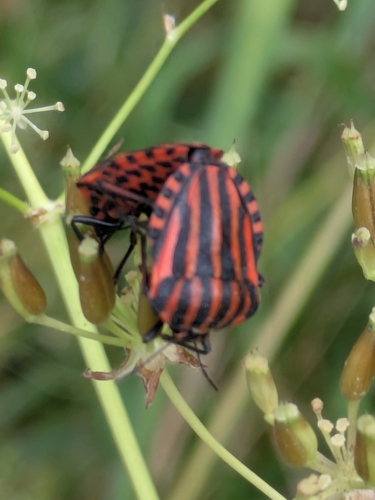 Continental Striped Shield Bug