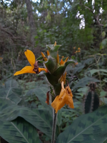 Goeppertia villosa