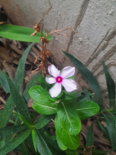 Madagascar Periwinkle