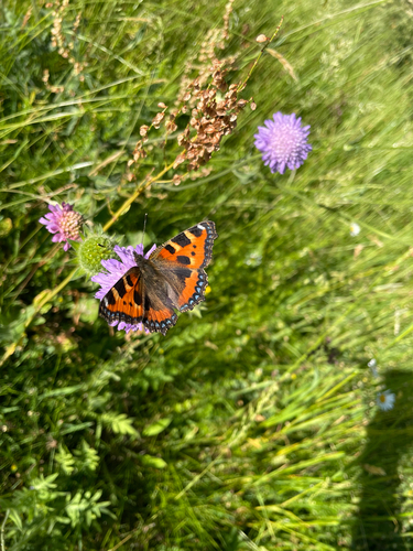 Small Tortoiseshell