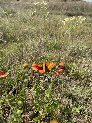 Variegated Fritillary