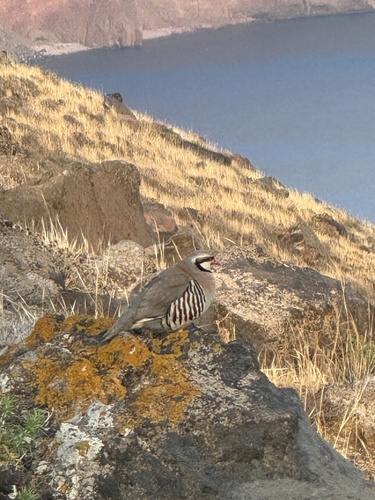 Chukar