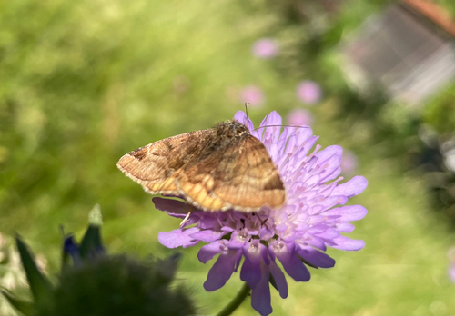 Burnet Companion