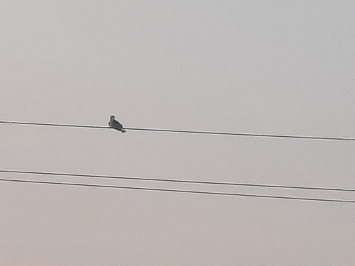Asian Black-winged Kite