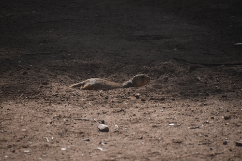 Gunnison's Prairie Dog observed by naturalistmicah