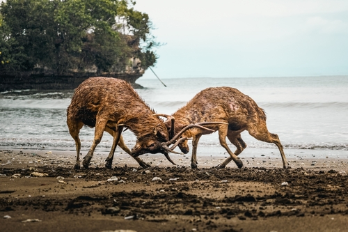 Genus Rusa Rusa Deer (Genus Rusa) · iNaturalist