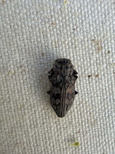 Chrysobothris exesa