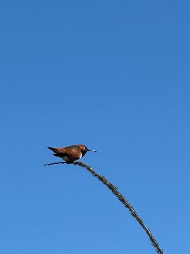 iNaturalist observation photo of Allen's Hummingbird