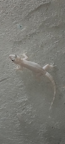 Tropical House Gecko