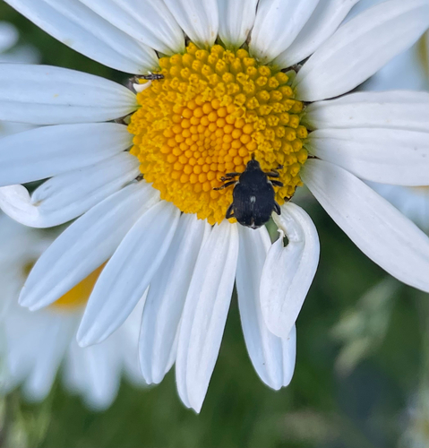 Iris weevil