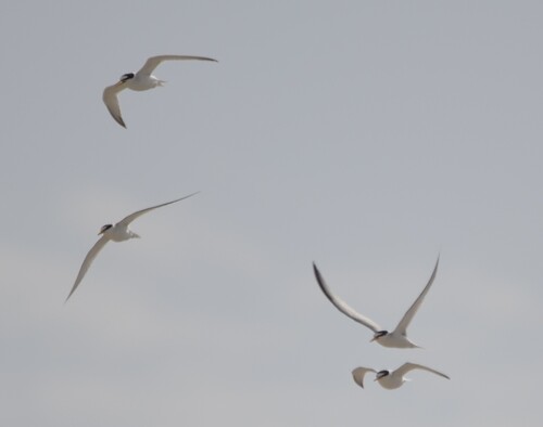 Little Tern