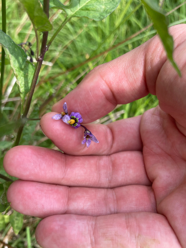 bittersweet nightshade