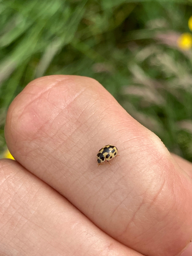 Fourteen-spotted Lady Beetle