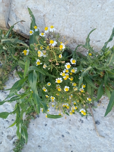 German Chamomile