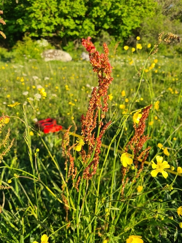 Common Sorrel