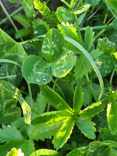 white clover