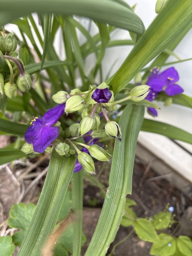 Virginia spiderwort