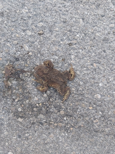 European Toad