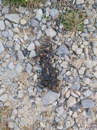 Fire Salamander