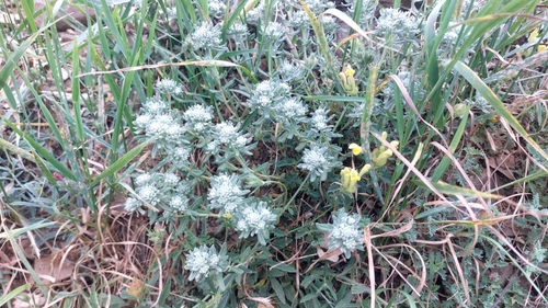 Felty Germander