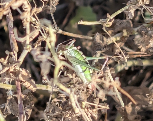 Macedonian Bright Bush-Cricket