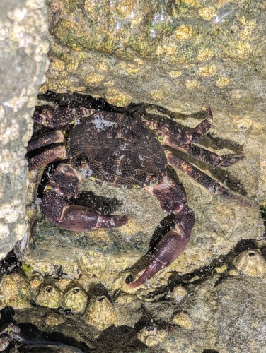 Marbled Crab