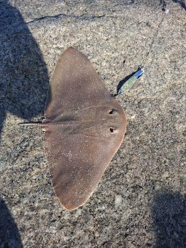 California Butterfly Ray