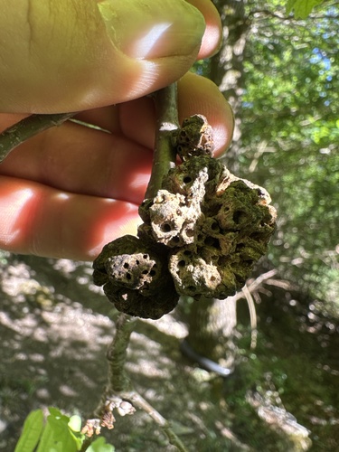 Oak Apple Gall Wasp