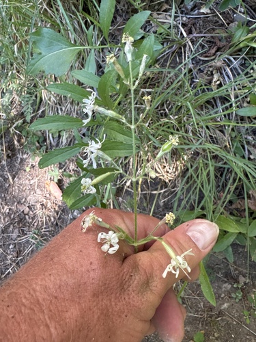 Nottingham Catchfly
