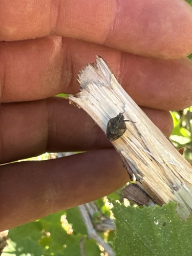 scarce issid bug