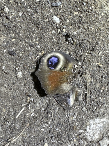European Peacock Butterfly